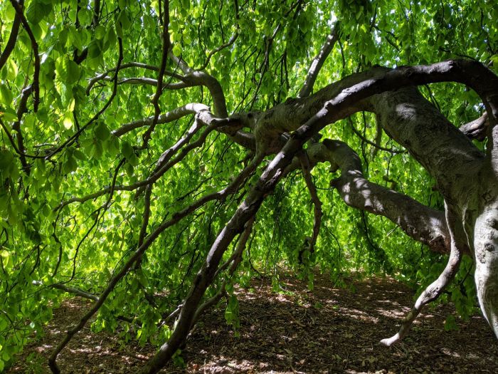 decordova sculpture park